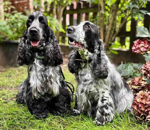 Aston und Xenia11.9.25 1